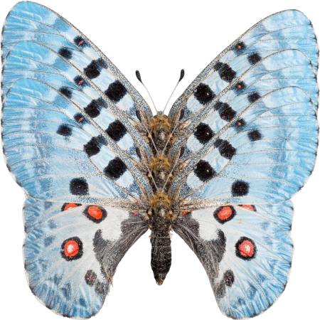 Schmetterling Illustration